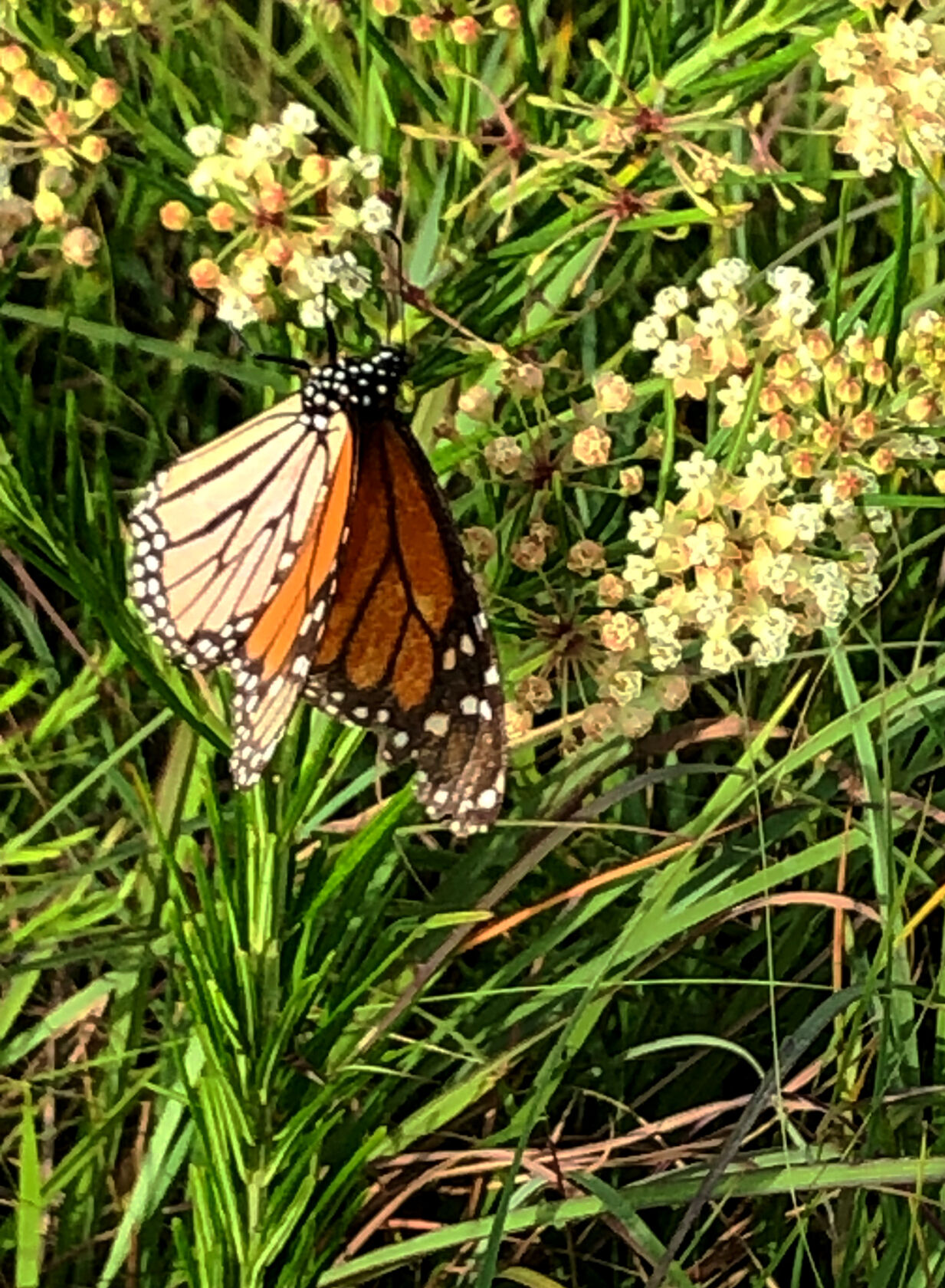 072121 Prairie picture 1